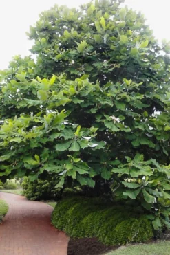 Ashe's Dwarf Bigleaf Magnolia - 7 Gallon Pot 10 Ashe's Dwarf Bigleaf Magnolia - 7 Gallon Pot -Cheap Green Garden Store magnolia macrophylla ashei dwarf bigleaf 6