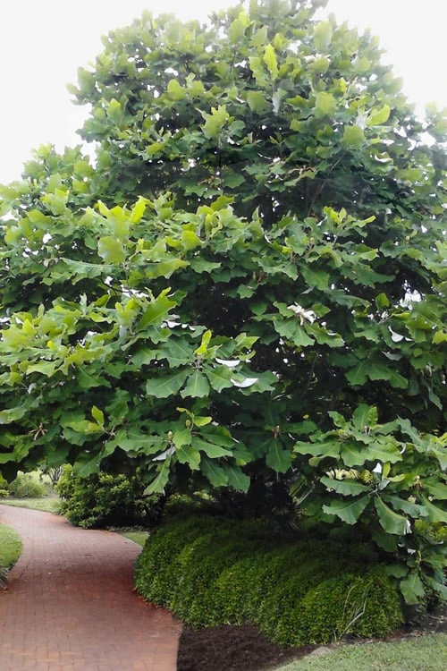 Ashe's Dwarf Bigleaf Magnolia - 7 Gallon Pot 4 Ashe's Dwarf Bigleaf Magnolia - 7 Gallon Pot - Image 4