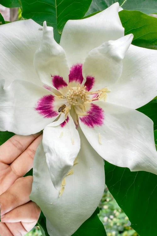 Ashe's Dwarf Bigleaf Magnolia - 7 Gallon Pot 1 Ashe's Dwarf Bigleaf Magnolia - 7 Gallon Pot