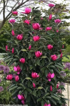 Pink Pyramid Magnolia (Tulip Tree) - 7 Gallon Pot -Cheap Green Garden Store magnolia pink pyramid tulip tree 120copy