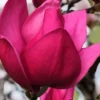 Pink Pyramid Magnolia (Tulip Tree) - 7 Gallon Pot