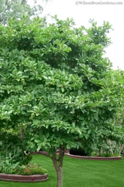 Centennial Star Magnolia - 1 Gallon Pot -Cheap Green Garden Store magnolia stellata 1 1