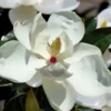 Victoria Cold Hardy Evergreen Magnolia - 7 Gallon Pot (5-6')