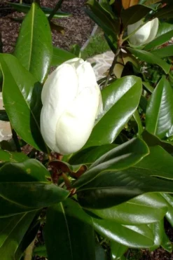 Victoria Cold Hardy Evergreen Magnolia - 7 Gallon Pot (5-6') -Cheap Green Garden Store magnolia victoria 8