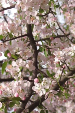 Southern Crabapple (Malus Angustifolia) - 3 Gallon Pot -Cheap Green Garden Store malus angustifolia southern crabapple tree flowers 4 1