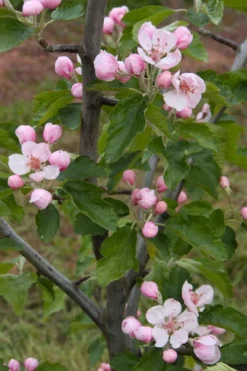 American Sweet Crabapple Tree (Malus Coronaria) - 1 Gallon Pot -Cheap Green Garden Store malus coronaria american sweet crabapple 2