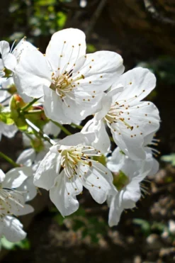 American Sweet Crabapple Tree (Malus Coronaria) - 1 Gallon Pot -Cheap Green Garden Store malus coronaria american sweet crabapple 3