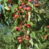 American Sweet Crabapple Tree (Malus Coronaria) - 1 Gallon Pot