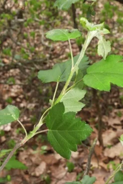 American Sweet Crabapple Tree (Malus Coronaria) - 1 Gallon Pot -Cheap Green Garden Store malus coronaria american sweet crabapple 5