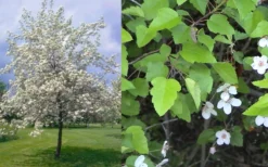 American Sweet Crabapple Tree (Malus Coronaria) - 1 Gallon Pot -Cheap Green Garden Store malus coronaria american sweet crabapple 6
