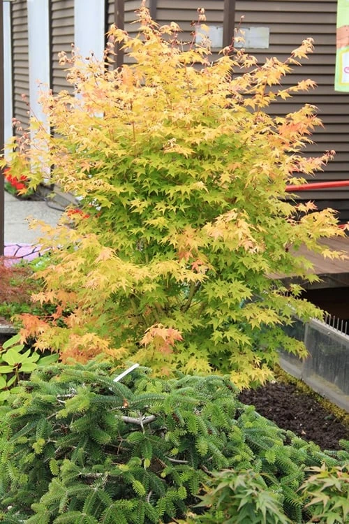 Bihou Yellow Bark Japanese Maple - 1 Gallon Pot 6 Bihou Yellow Bark Japanese Maple - 1 Gallon Pot - Image 6
