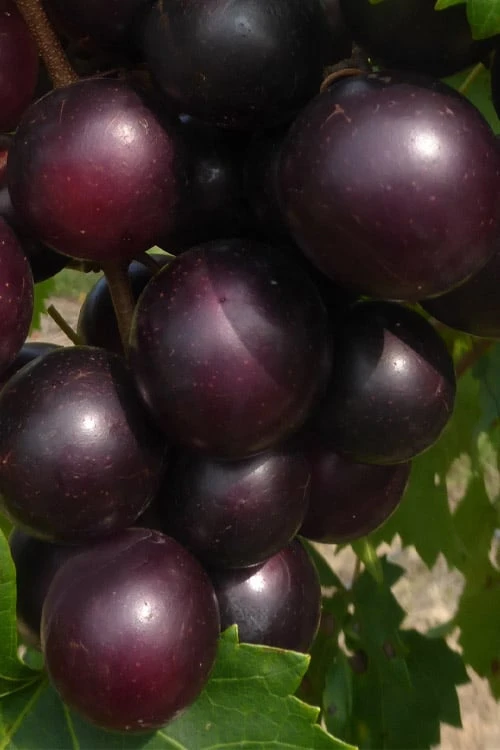 Jumbo Black Muscadine Grape Vine - 1 Gallon Pot 1 Jumbo Black Muscadine Grape Vine - 1 Gallon Pot