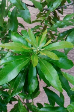 Southern Wax Myrtle - 7 Gallon Pot (3-4') -Cheap Green Garden Store myrica cerifera southern wax myrtle 102