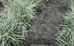 Silver Mist Mondo Grass - 6 Pack Of Pint Pots -Cheap Green Garden Store ophiopogon japonicus silver20mist modo grass 4