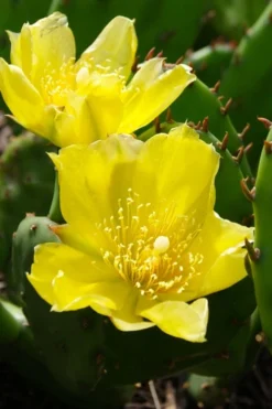 Eastern Prickly Pear Cactus (Opuntia Humifusa) - 3 Gallon Pot -Cheap Green Garden Store opuntia humifusa eastern prickly pear cactus 1