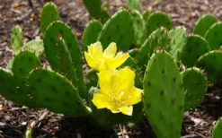 Eastern Prickly Pear Cactus (Opuntia Humifusa) - 3 Gallon Pot -Cheap Green Garden Store opuntia humifusa eastern prickly pear cactus 3