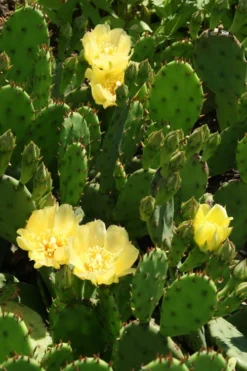 Eastern Prickly Pear Cactus (Opuntia Humifusa) - 3 Gallon Pot -Cheap Green Garden Store opuntia humifusa eastern prickly pear cactus 4