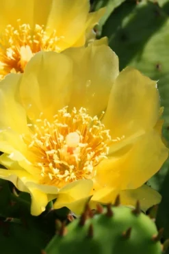 Eastern Prickly Pear Cactus (Opuntia Humifusa) - 3 Gallon Pot -Cheap Green Garden Store opuntia humifusa eastern prickly pear cactus 6