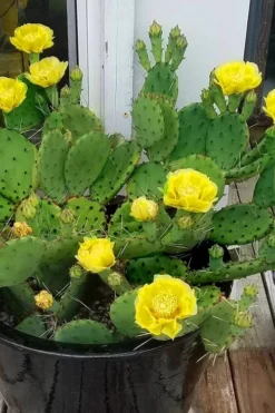 Eastern Prickly Pear Cactus (Opuntia Humifusa) - 3 Gallon Pot -Cheap Green Garden Store opuntia humifusa eastern prickly pear cactus 9