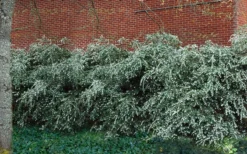 Delavay Tea Olive (Osmanthus Delavayi) - 3 Gallon Pot -Cheap Green Garden Store osmanthus delavayi delavay tea olive 1