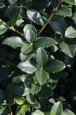 Delavay Tea Olive (Osmanthus Delavayi) - 2 Gallon Pot -Cheap Green Garden Store osmanthus delavayi delavay tea olive 10 1