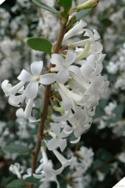 Delavay Tea Olive (Osmanthus Delavayi) - 2 Gallon Pot -Cheap Green Garden Store osmanthus delavayi delavay tea olive 2 1