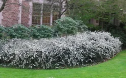 Delavay Tea Olive (Osmanthus Delavayi) - 2 Gallon Pot -Cheap Green Garden Store osmanthus delavayi delavay tea olive 6 1