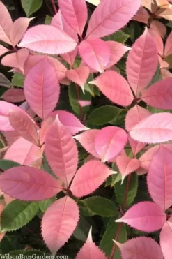 Noble Lady Tea Olive - 7 Gallon Pot (3-4')