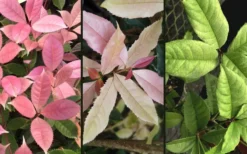 Noble Lady Tea Olive - 7 Gallon Pot (3-4') -Cheap Green Garden Store osmanthus fragrans quinnan guifei noble lady tea olive 4