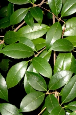 Fruitland's Fortune Tea Olive (Fragrant Osmanthus) - 1 Gallon Pot -Cheap Green Garden Store osmanthus fruitlands fortune tea olive 1