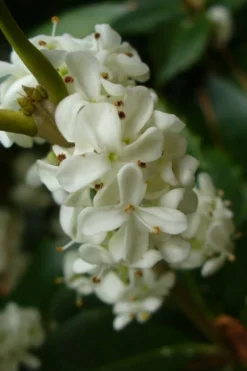 Fruitland's Fortune Tea Olive (Fragrant Osmanthus) - 1 Gallon Pot