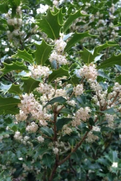 Gulftide Hardy Tea Olive (Osmanthus) - 7 Gallon Pot (5-6') -Cheap Green Garden Store osmanthus heterophyllus gulftide tea olive false holly 10