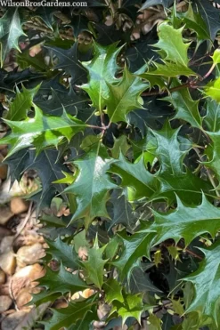 Gulftide Hardy Tea Olive (Osmanthus) - 7 Gallon Pot (5-6') -Cheap Green Garden Store osmanthus heterophyllus gulftide tea olive false holly 6