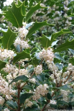 Gulftide Hardy Tea Olive (Osmanthus) - 7 Gallon Pot (5-6')