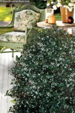 Party Princess 'Kaori Hime' Tea Olive - 3 Gallon Pot -Cheap Green Garden Store osmanthus heterophyllus kaori hime party princess tea olive 15