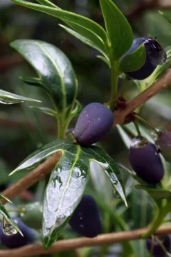 Sasaba Bamboo Leaf Tea Olive - 1 Gallon Pot -Cheap Green Garden Store osmanthus heterophyllus sasaba ivy leaf tea olive 2