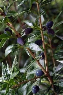 Sasaba Bamboo Leaf Tea Olive - 1 Gallon Pot -Cheap Green Garden Store osmanthus heterophyllus sasaba ivy leaf tea olive 5