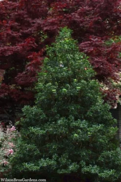 Sasaba Bamboo Leaf Tea Olive - 1 Gallon Pot -Cheap Green Garden Store osmanthus heterophyllus sasaba ivy leaf tea olive 8