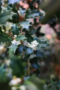 Party Princess 'Kaori Hime' Tea Olive - 3 Gallon Pot -Cheap Green Garden Store osmanthus kaori hime party princess tea olive 1