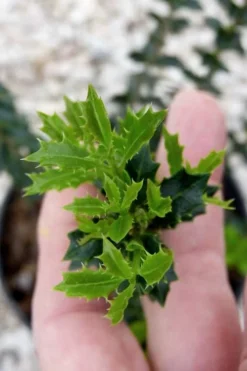 Party Princess 'Kaori Hime' Tea Olive - 3 Gallon Pot -Cheap Green Garden Store osmanthus kaori hime party princess tea olive 2