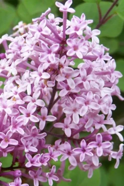 Palibin Dwarf Lilac Bush - 3 Gallon Pot -Cheap Green Garden Store palibin lilac tree 3