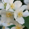 Sweet Mock Orange (Philadelphus Coronarius) - 3 Gallon Pot
