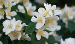 Sweet Mock Orange (Philadelphus Coronarius) - 3 Gallon Pot -Cheap Green Garden Store philadelphus coronarius mock orange 3