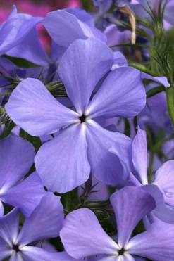 Blue Moon Woodland Phlox - 1 Gallon Pot -Cheap Green Garden Store phlox divaricata blue moon woodland phlox 3