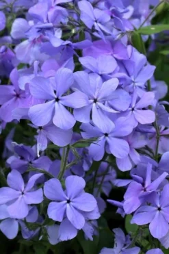 Blue Moon Woodland Phlox - 1 Gallon Pot -Cheap Green Garden Store phlox divaricata blue moon woodland phlox 4