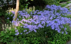 Blue Moon Woodland Phlox - 1 Gallon Pot -Cheap Green Garden Store phlox divaricata blue moon woodland phlox 7