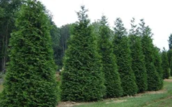 Green Giant Arborvitae - 1 Gallon Pot -Cheap Green Garden Store picture arborvitae green giant 2