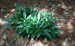 Dwarf Green Aucuba - Japanese Laurel - 3 Gallon Pot -Cheap Green Garden Store picture aucuba dwarf green shrub 1