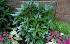 Sawtoothed Aucuba Serratifolia - 1 Gallon Pot -Cheap Green Garden Store picture aucuba sawtoothed 2