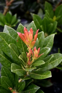 Southern Lady Pieris - 3 Gallon Pot -Cheap Green Garden Store pieris japonica southern lady 2